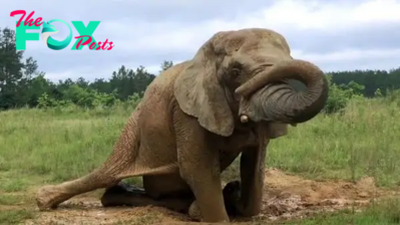 kp6.Sunlit Summer Days Delight Elephants at Tennessee Sanctuary.