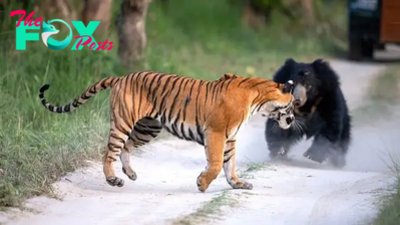 Bear vs tiger: Watch 2 of nature's heavyweights face off in the wild in India