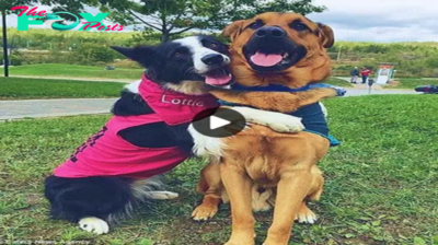 Lamz.Heartwarming Moment: Two Dogs Embracing Captivates and Melts the Hearts of the Online Community