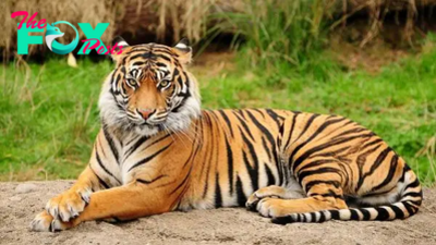 Tigers: The Majestic Icons of the Wild H12