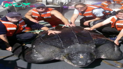 LS LS ”Cooperative Effort: American Visitors Join Hands to Rescue a 1500-Pound Giant Sea Turtle, Returning it Safely to the Ocean After an Unintentional Stranding.”