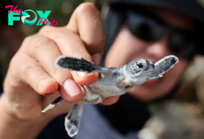 In Malaysia, warmer temperatures mean fewer male turtles, hurting conservation efforts