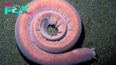 Pacific Hagfish: The ancient deep-sea creature that can can choke a shark by spewing slime