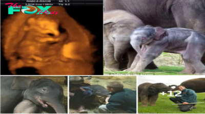 Extremely cute image from strange ultrasound of baby elephant George curled up in his mother’s womb