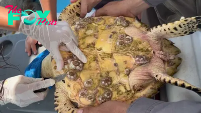 f.Footage shows sea turtles being protected from the dangers of barnacles in an unprecedented operation.f