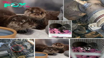 A heartwarming scene unfolds as a baby otter, rescued from a delivery van, is joyously reunited with its brother.sena