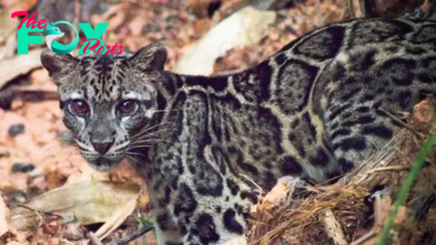 Bornean clouded leopard family filmed in wild for 1st time ever