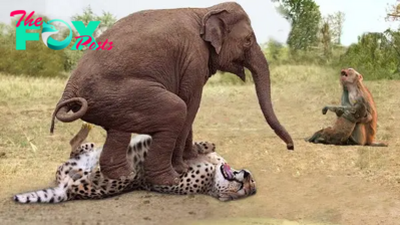 dung..Heroic Motherly Act: Witness the Brave Elephant Shielding Her Baby Monkey from a Leopard’s Threat..D