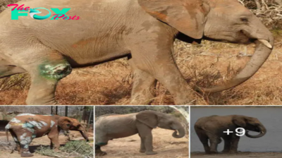 Enkikwe’s Inspirational Recovery After a Horrific Lion Attack.hanh