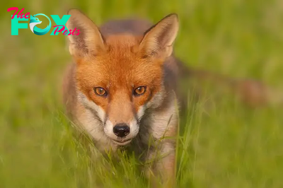 The Remarkable Resilience and Adaptability of Foxes: A Comprehensive Overview H12