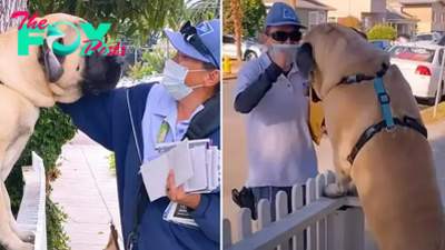 /1.Every day at 8 a.m, the 180-pound dog Molly always stands in front of the fence gate, eagerly waiting for the mailwoman just to say hello and give a tight hug.