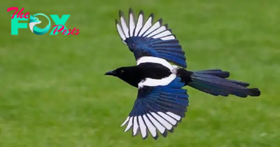 The Magpie: Nature’s Jewel of Intelligence and Beauty h10