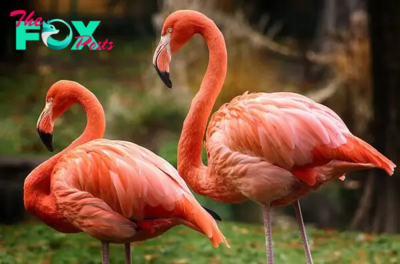 The Fascinating World of Flamingos: Nature’s Pink Wonders H14