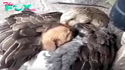 Heroic Goose Saves Stray Puppy from Freezing Death by Warming Him Under Its Wings in a Heartwarming Act of Compassion