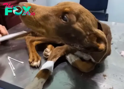 Heartbreaking Struggle: Dog Battles Hunger, Cold, and a Painful Bone Infection, Yet Clings to His Sweet Disposition