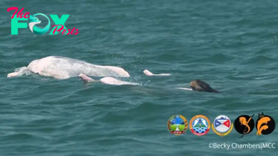 Pink dolphins spotted with baby from completely different species in 'mystery' encounter