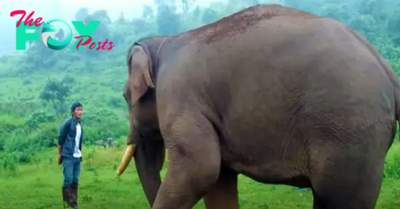 Raging River Clash: Three Lions Face Terrifying Encounter with Giant Hippo, Only One Brave Soul Remains in Peril