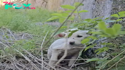 Desperate Search for Food Leads Starving Puppy to Plummet into Hole in Desolate Wilderness