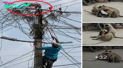 Heartwarming Moment: Rescued Monkey Finds Solace in a Friend’s Embrace After Harrowing Electric Pole гeѕсᴜe. My eyes are filled with teагѕ now.sena