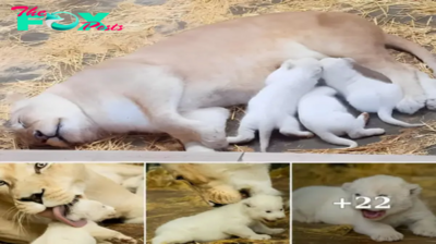 Lamz.Watch Video: Adorable Lion Cubs Bongo, Komga, and Gandor Grow into Handsome Juveniles with Amazing Parents