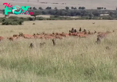 Incredible moment a group of baboons faced off against a herd of antelopes, captured and then brutally ate one in front of horrified tourists