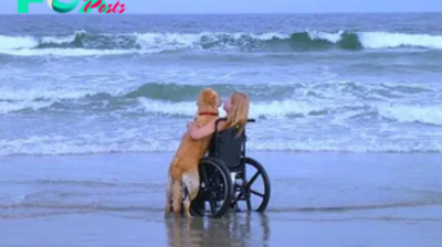 uss.After more than 15 years of being a faithful companion for his disabled owner, the dog fulfilled a long-cherished dream by taking him to the sea for the first time, a gesture so moving that it touched millions around the world.