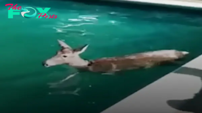 Compassion Before Class: Young Child’s Daily Act of Kindness Towards Blind Deer Captivates Hearts. Heartwarming Bond Between Child and Animal Shines Bright Each Morning.