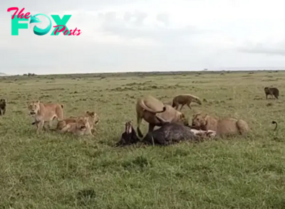 Defending Their Domain: Young Male Lions Engage in Epic Battle to Protect Their Hard-Earned Kill from Rivals. Amidst the Savannah’s Peril, a Struggle for Survival Unfolds as Lions Face Off Against Cunning Hyenas and Formidable Lionesses.