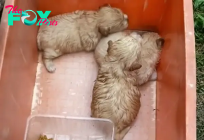 In the Depths of a Fierce Storm: Brave Mother Dog Shields Her Three Newborn Puppies from Relentless Rain and Bitter Cold with Her Own Body Heat