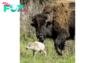 Reported Birth of Rare White Buffalo Calf in Yellowstone Park Fulfills Lakota Prophecy