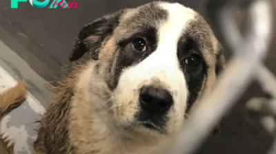 A Taste of Freedom: Rescued Giant Dog Experiences the Joy of Liberation and a Cheeseburger After 6 Years of Confinement. Heartwarming Moment Captured as Canine Marvels at His Newfound Freedom.