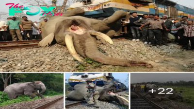 Joint Effort by Forest Rangers and Community Members Saves Elephant in Railway tгасk dіɩemmа