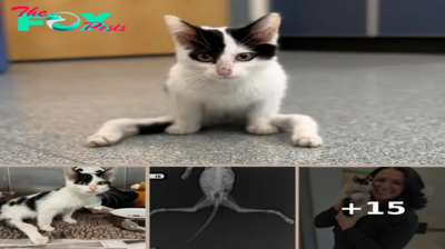 Cat named ‘Gumby’ born with severely deformed legs doesn’t let anything hold him back — now he has a new home