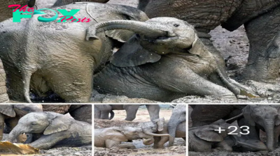 Pure Bliss: Baby Elephants Enjoy Muddy Fun at Addo Elephant National Park
