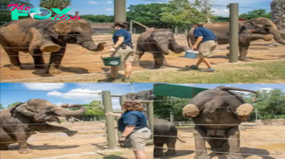 Lamz.Elephant Yoga: Graceful Giants at Houston Zoo Display Impressive Yoga Skills