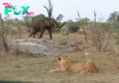 When a pack of hyenas slowly approached a lion, who was unable to flee or fight back due to injuries, things seemed like they’d take a gruesome turn. However, something incredible happened. An elephant stormed up and chased the hyenas away!