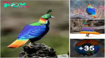 Himalayan Monal | Most unreal looking high altitude pheasant