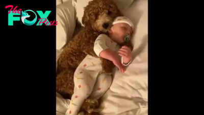 kp6.The dog lovingly watches over the sleeping baby, filling the mother’s absence with unconditional love and joy, and warming everyone’s hearts.