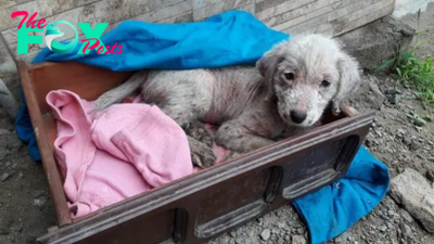 Mercurio’s Desperate Winter Ordeal: Abandoned Puppy’s Heartbreaking Struggle for Survival in Freezing Cold Ends with a Rescue that Warms the Soul