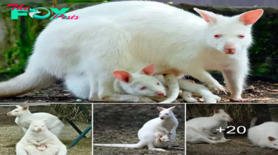 Delving into the Fascinating World of Albino Marvels: Revealing the Charm of the Rare White Kangaroo