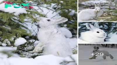 Revealing the Mysterious and Spine-Chilling Secrets of the Rabbit World: Unveiling Little-Known Mysteries