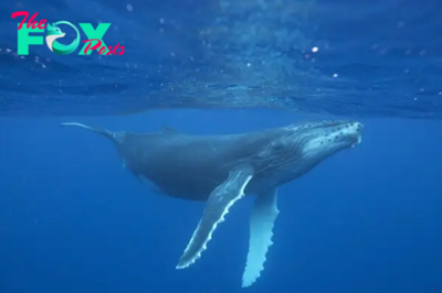 The Majestic Giants of the Ocean: The Fascinating World of Whales H19