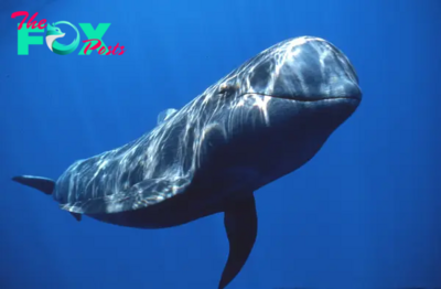 Whales: Giants of the Ocean and Sentinels of Conservation H19