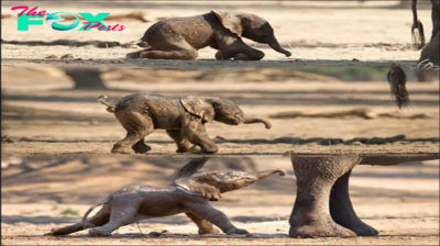 Lamz.Captivating Moment: Tiny Elephant Takes First Tentative Steps Before Tumbling to the Ground