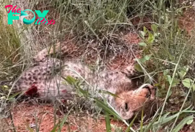 Animal Sighting of the Day: Heartbreaking Wildlife Video Shows Cheetah Mother’s Tragic Loss to Lioness