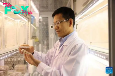 Scientists in China unlock insect smell secrets for safe pesticides