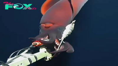 You Should Be Afraid of The Sea .Mysterious Deep-Sea Hooked Squid, Largest of Its Kind, Attacks Camera in Unprecedented Encounter! Rare Footage Goes Viral