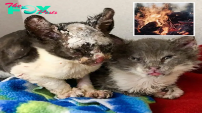 Police Find Box Of 9 Kittens Set On Fire & Rush To Free Them From Torture