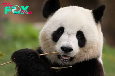 “Guardians of Bamboo: The Remarkable Story of Giant Pandas”