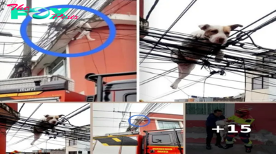 Dog Lands A Lucky Break After Taking A Tumble Off Rooftop Terrace